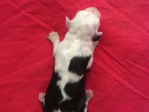 1 semana 1 semana